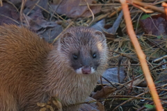 イタチ