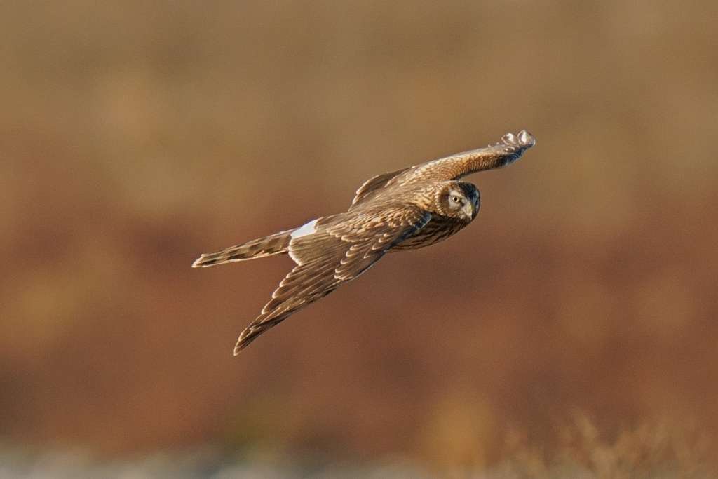 ハイイロチュウヒ2