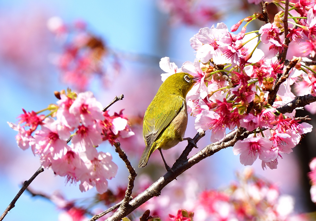 春の光景5