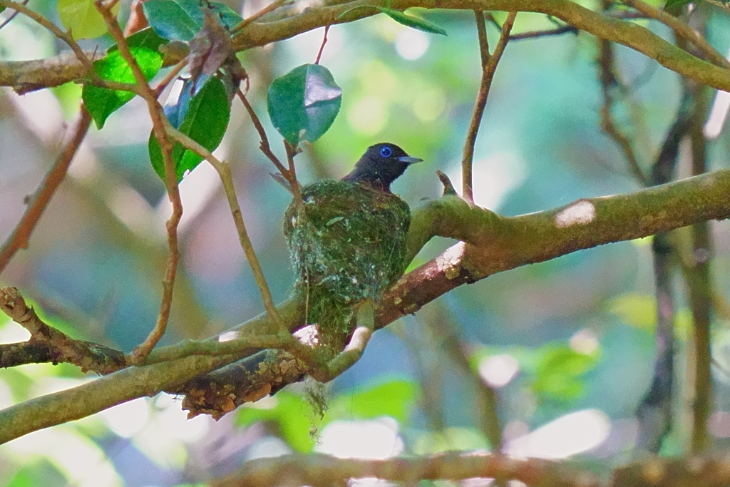 抱卵中のサンコウチョウ（メス）