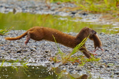 イタチ君