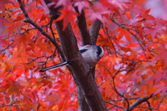 紅葉のエナガ3