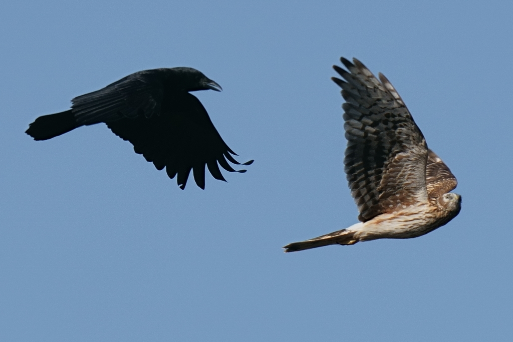 ちょっとやめてよ～！