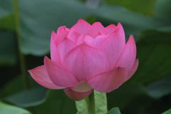 蓮