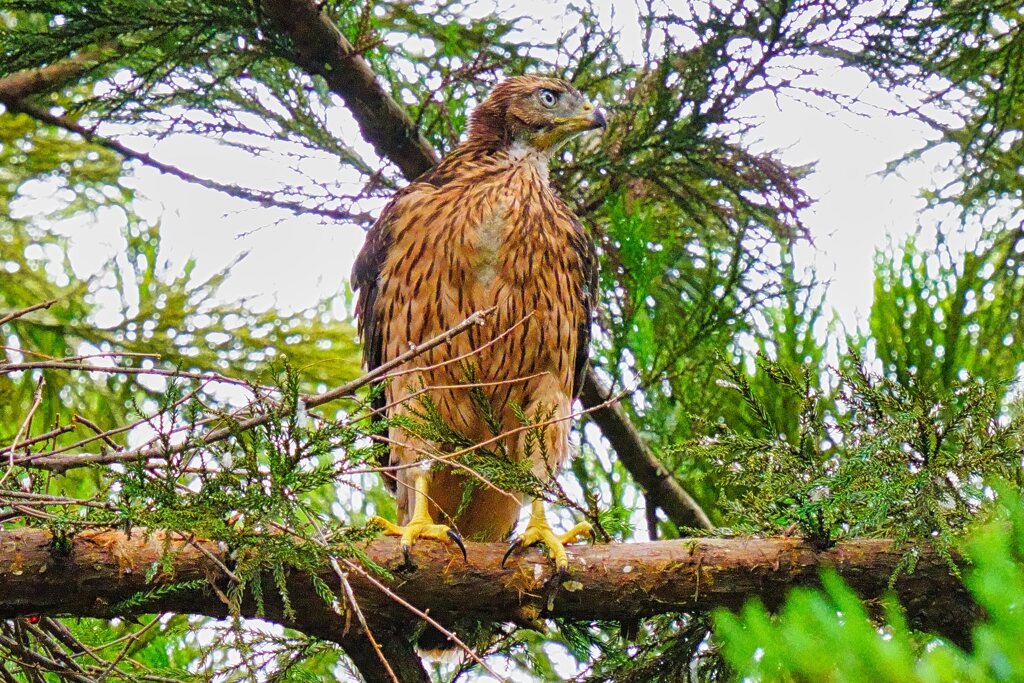 オオタカの幼鳥たち2