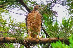 オオタカの幼鳥たち2