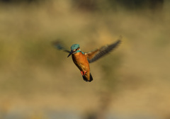 本日のホバ 本日のホバ