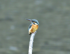 枝止まり2 枝止まり2