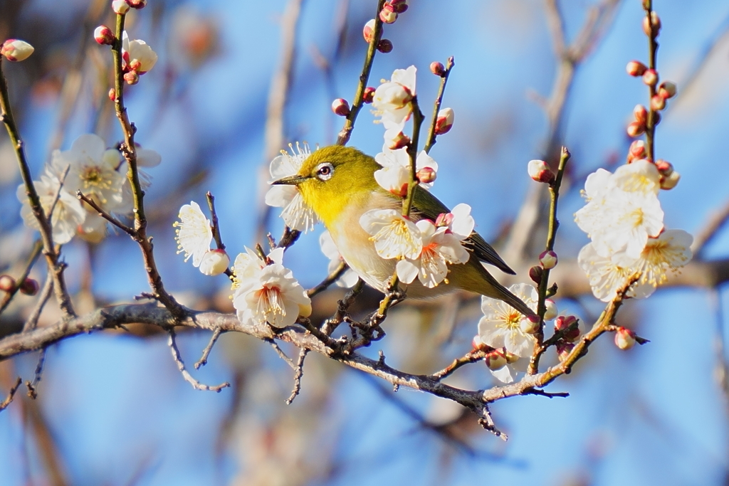 梅の花とメジロ