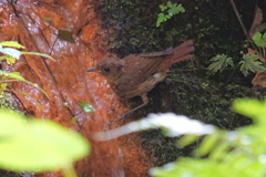 滝で水浴びするコマドリ幼鳥3