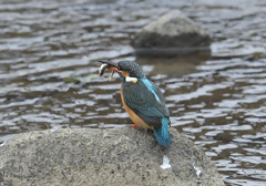 朝ごはん 朝ごはん