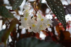 神代植物公園7