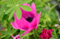 玄関先の花5