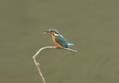 枝止まり 枝止まり