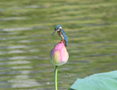 この時期のオス親