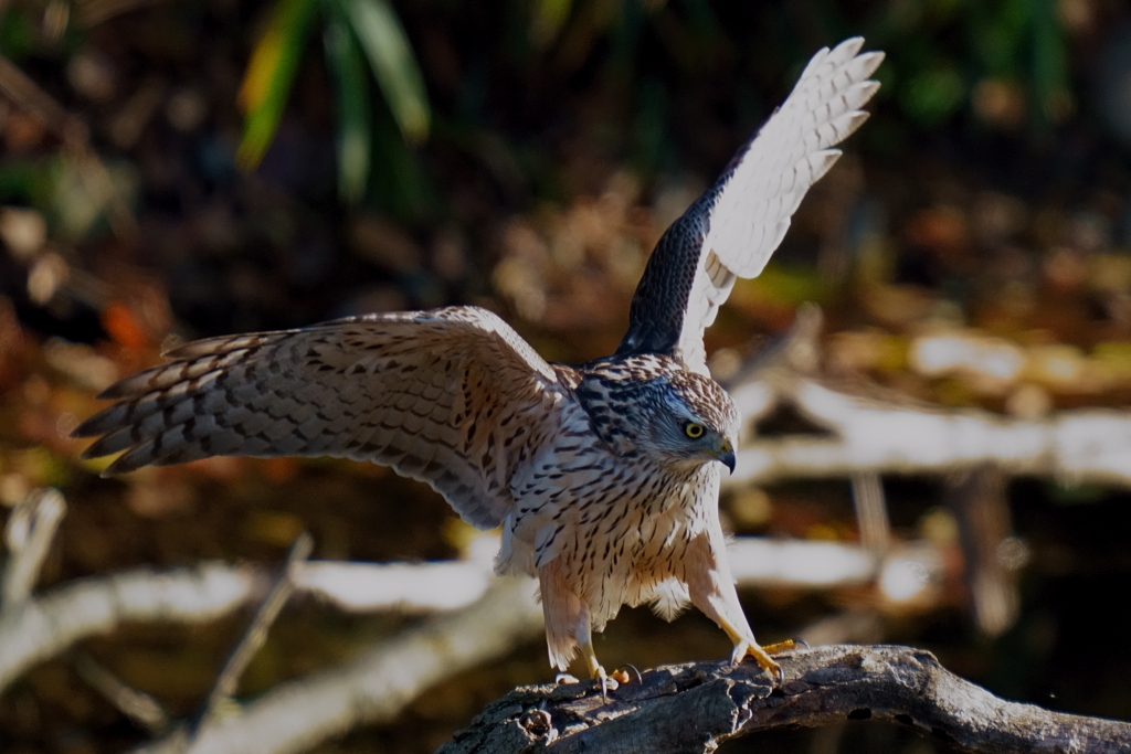オオタカの幼鳥7