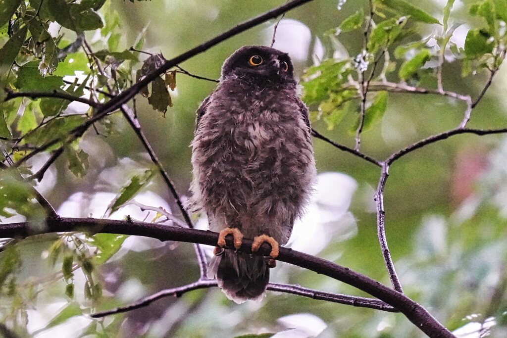 巣立ち直後のアオバズク幼鳥