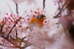 アトリ5