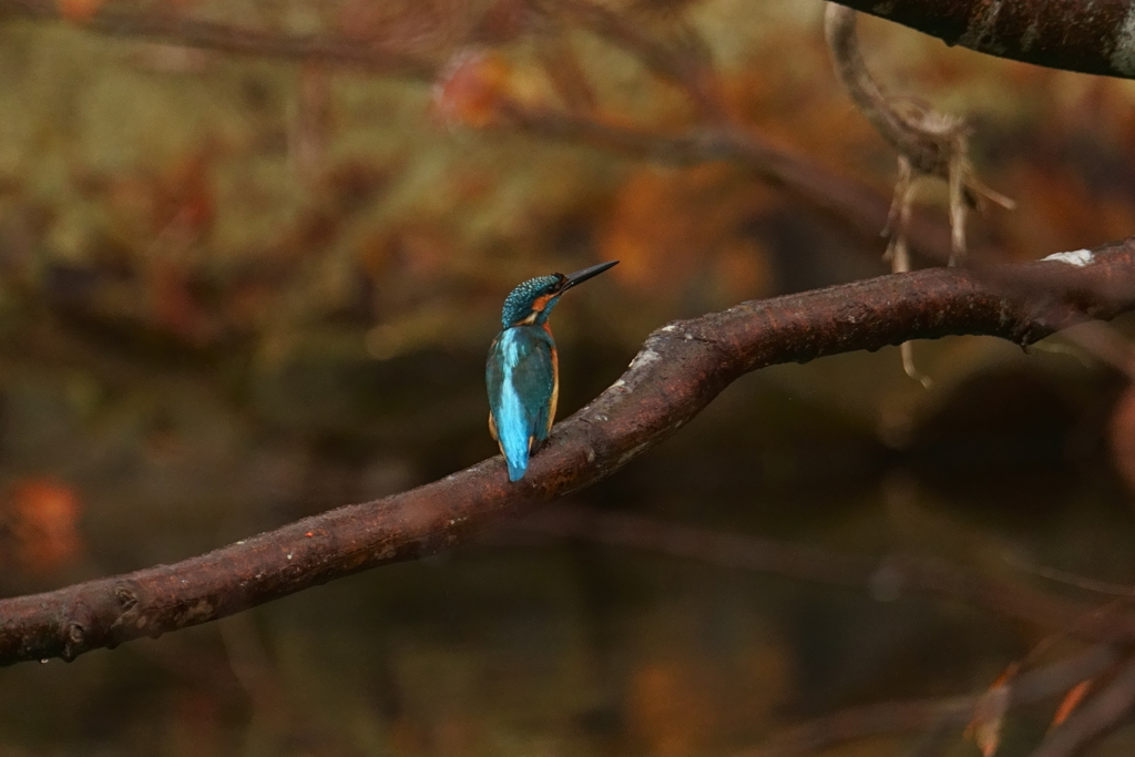 幽谷のカワセミ