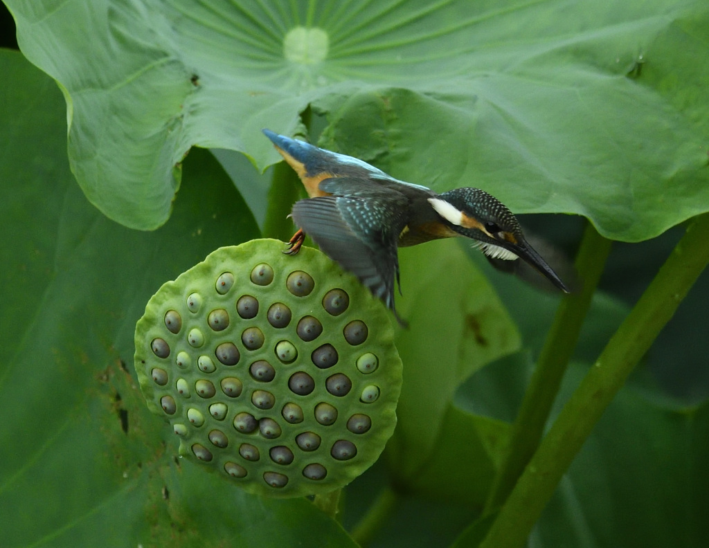 飛込み