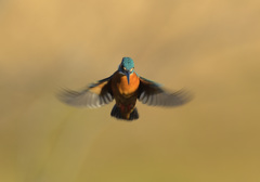 本日のホバ4 本日のホバ4