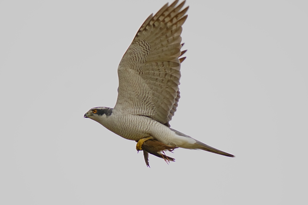 オオタカ成鳥オス