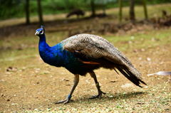 多摩ZOO