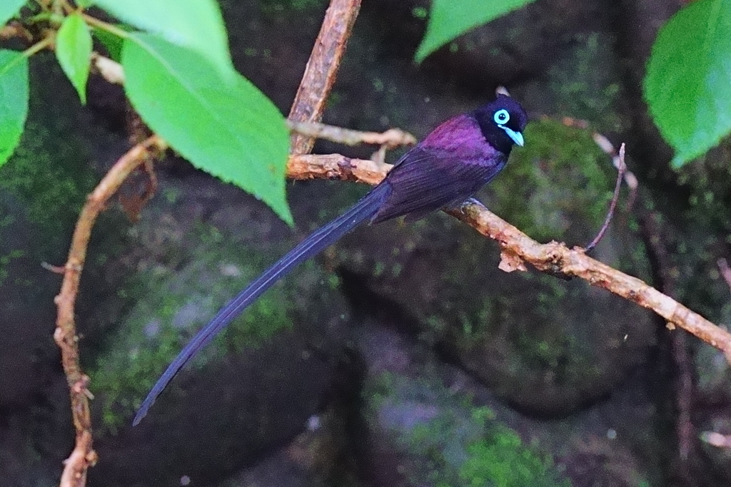 サンコウチョウのオス