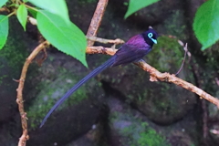 サンコウチョウのオス