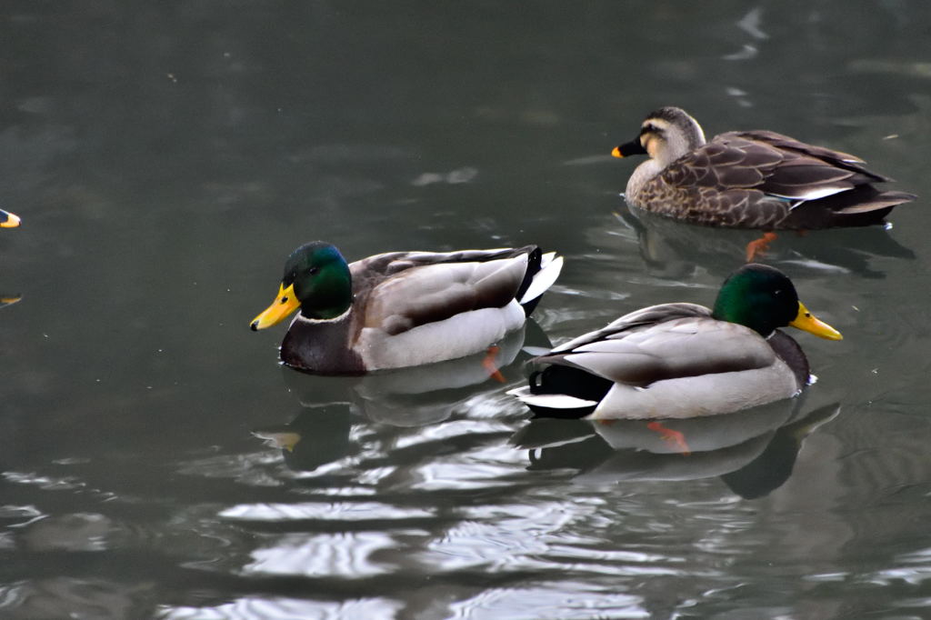今朝のカモたち