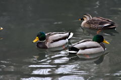 今朝のカモたち