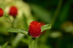 小粒でも不思議な花