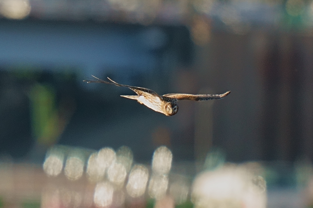 ハイイロチュウヒ