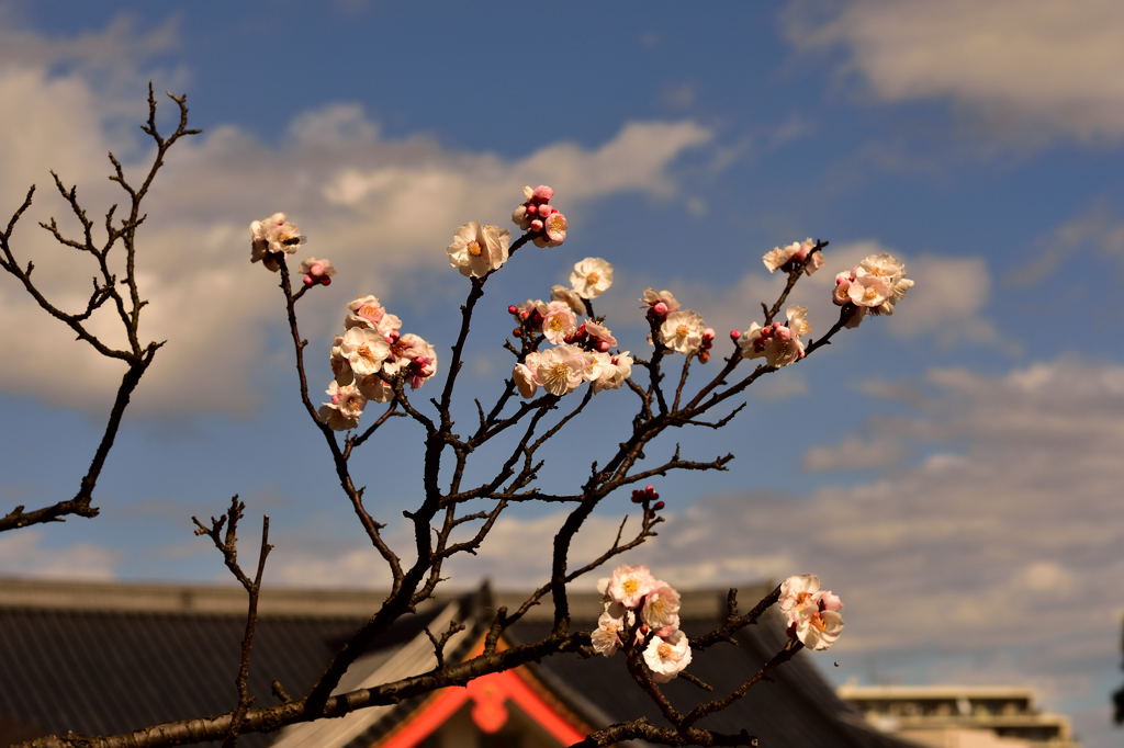 高幡不動　春は近い