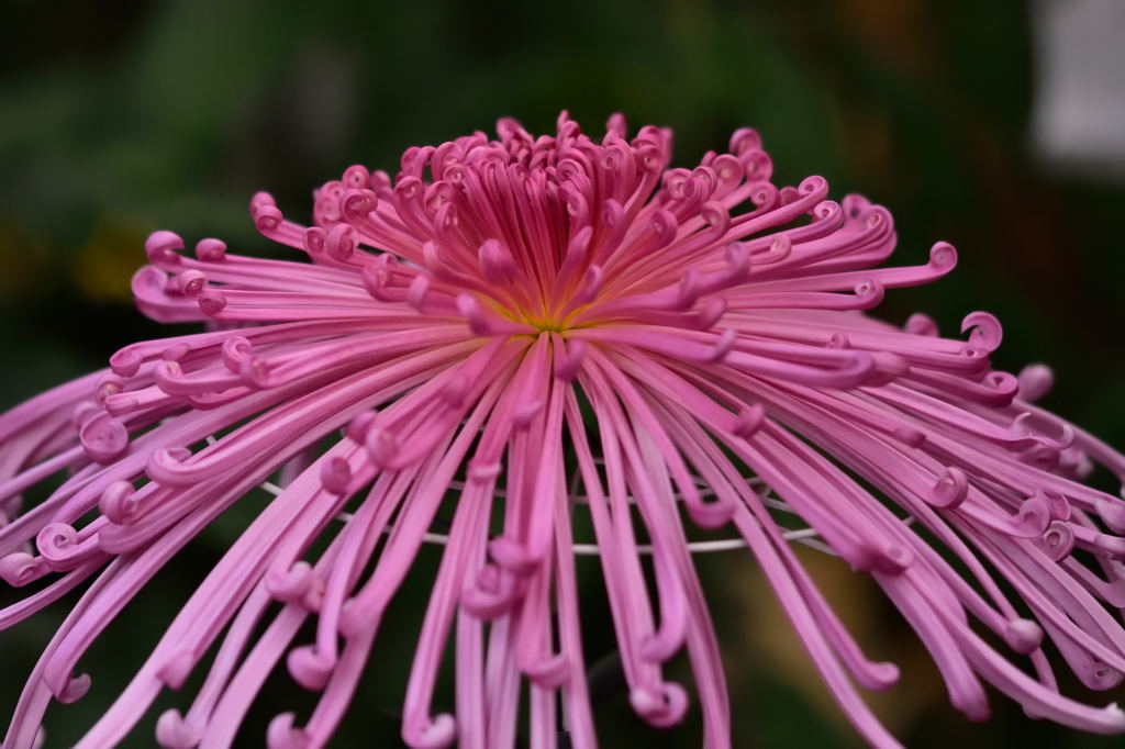 高幡不動菊まつり