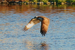 ミサゴの水出3 ミサゴの水出3