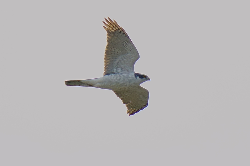 オオタカ成鳥オス