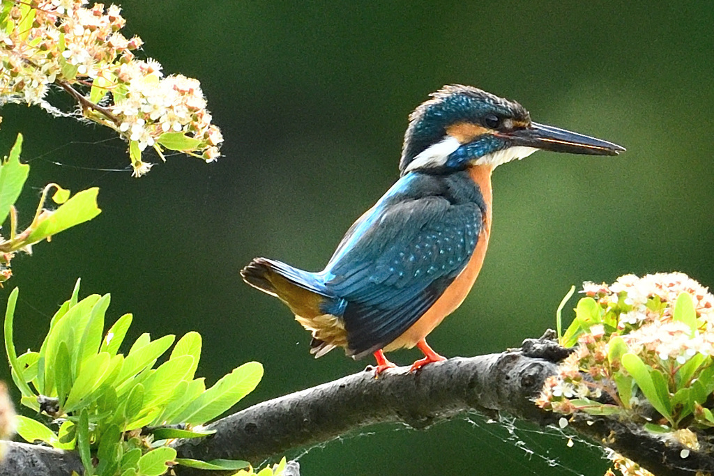 お立ち台のオス2-3