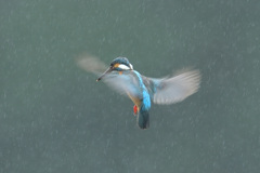 雨のホバ3