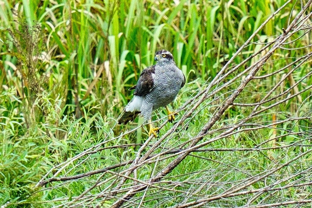 オオタカの狩り2
