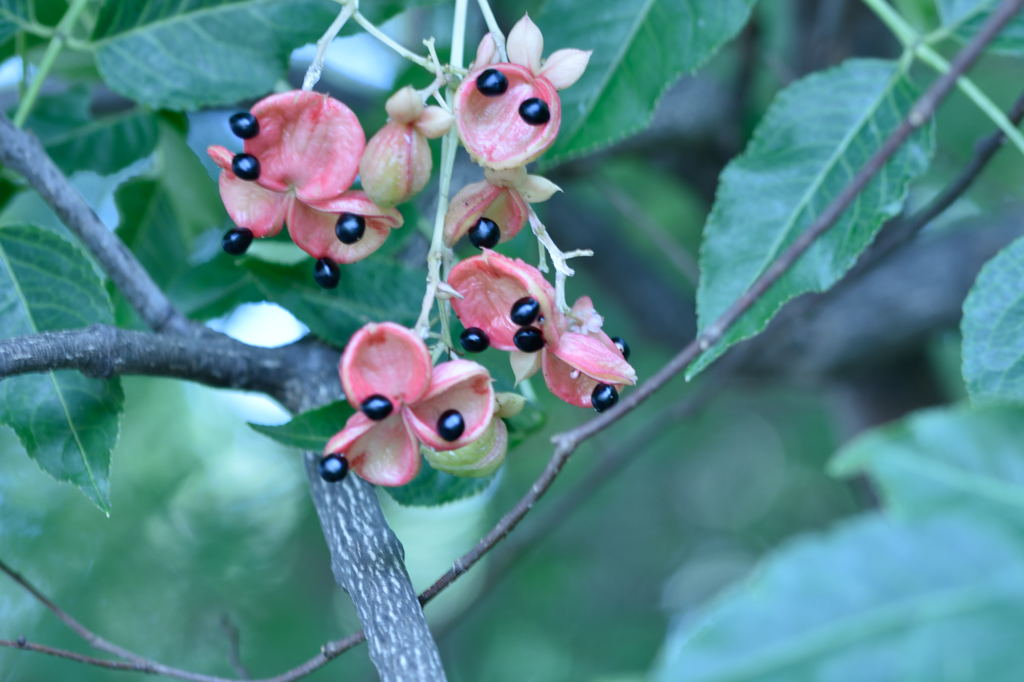 何の実でしょう？