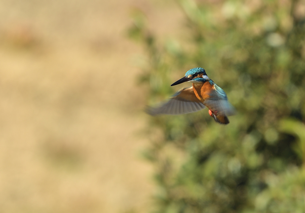 新年2回目のホバ3