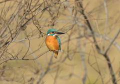 イケメン1 イケメン1