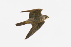 ハヤブサ幼鳥の飛翔5