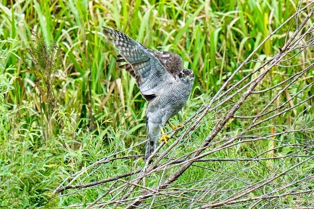 オオタカの狩り1