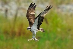 ミサゴの狩り4