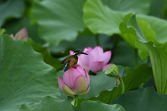 蕾に乗って2