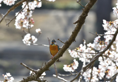 桜カワセミ