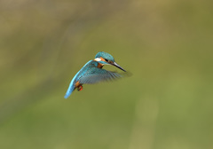 新年初ホバ5 新年初ホバ5