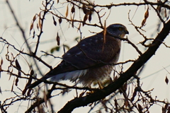 ハイタカ(メス) ハイタカ(メス)